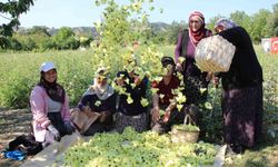 Çiçek bamya altınla yarışıyor: 'Hızır'ın cebinden düşmüş, topla topla bitmiyor'