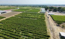 Üzümcünün kulağı TMO ve TARİŞ'te