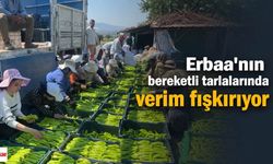 Erbaa’nın bereketli tarlalarında verim fışkırıyor
