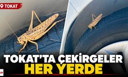 Tokat’ta çekirgeler her yerde: Bu kez otomobilin üzerinde görüntülendi
