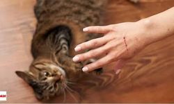 Kedi ve köpek ısırığını da tırmalamasını da hafife almayın