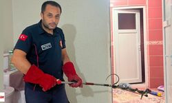 Niksar'da Müstakil Evde Korkutan Anlar Dev Yılan İtfaiyenin Operasyonuyla Yakalandı