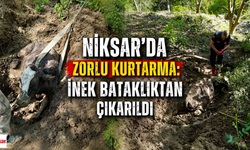 Niksar'da Zorlu Kurtarma: İnek Bataklıktan Çıkarıldı