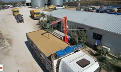 TMO’dan Üreticiye 120 Milyar Liralık Ödeme: Hububat Alımı 11,5 Milyon Tona Ulaştı