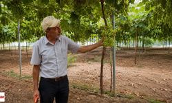 Tokat'ta İlk Üzümler Dalından Toplandı! Erkenci Hasat Başladı