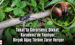 Tokat'ta Görürseniz Dikkat: Karadeniz'de Yayılıyor, Birçok Ağaç Türüne Zarar Veriyor