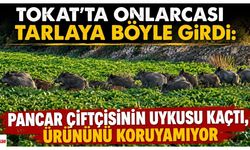 Tokat'ta Onlarcası Tarlaya Böyle Girdi: Pancar Çiftçisinin Uykusu Kaçtı, Ürününü Koruyamıyor
