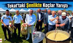 Tokat'taki Şenlikte Koçlar Yarıştı