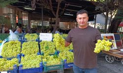 Bağlardan Taze Toplandı, Ayağının Tozuyla Tezgaha İndi! Niksar Yerli Üzümünde İlk Fiyat Belli Oldu