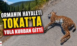 Ormanın Hayaleti Tokat'ta Yola Kurban Gitti