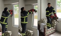 Haylaz Kedinin İmdadına İtfaiye Ekipleri Yetişti