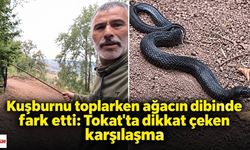 Kuşburnu toplarken ağacın dibinde fark etti: Tokat'ta dikkat çeken karşılaşma