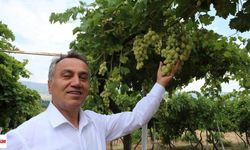 Narince’nin yanına 3 yeni isim geliyor: Tokat’ın yerel üzümleri çoğaltılacak