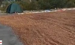 Yağmur çilesi kilometrelerce yol yaptırdı: Soluğu Reşadiye’de aldı