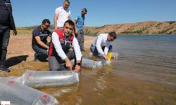 Tokat’ın sularına 731 bin 500 yavru balık bırakıldı