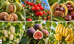 Tokatlı Üreticiyi de İlgilendiriyor: Cevizden Kuşburnuna, Dutundan Kestaneye! 16 Ürüne Don Güvencesi Geliyor