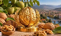 Tokat’ın En İyi Cevizleri Yarışacak! Altın Ceviz İçin Başvurular Başladı