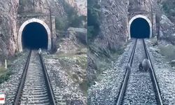 Raylarda ayı ailesi! Yolcu treni durdu, anne ve yavruları kaçacak yer aradı