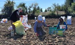 Tokat’ın Beyaz Altını Topraktan Çıkıyor! Türkiye’nin Dört Bir Yanına Gönderiliyor