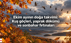 Ekim ayının doğa takvimi: Kuş göçleri, yaprak dökümü ve sonbahar fırtınaları