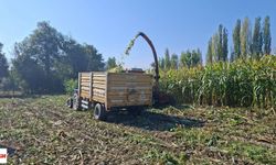 Tokat'ta Denendi 1600 Kg Tohum Kullanıldı 8000 Kg Verim Alandı Sonuç Gayet Başarılı Oldu Tamamı Yerliden Oluştu