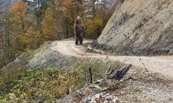 Tokat Ve Ordu İçin Çok Önemli Bir Uyarı Yapıldı Boyları 2 Metreden Fazla İri Gövdeleriyle Dikkat Çekiyor