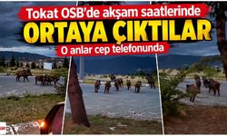 Tokat OSB’de akşam saatlerinde ortaya çıktılar: O anlar cep telefonu kamerasına yansıdı