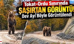 Tokat-Ordu Sınırında Şaşırtan Görüntü! Dev Ayı Böyle Görüntülendi