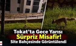 Tokat’ta Gece Yarısı Sürpriz Misafir! Site Bahçesinde Görüntülendi