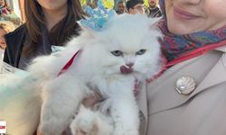 Tokat’ta 20 Kedi Podyumda Yarıştı: Pamuk ve Duman Zirveye Çıktı