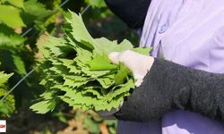 Tokat’ın Yaprağı Avrupa’yı Sardı! İhracatta Dikkat Çeken Başarı