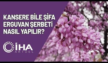 Kansere Bile Şifa Erguvan Şerbeti, Nasıl Yapılır