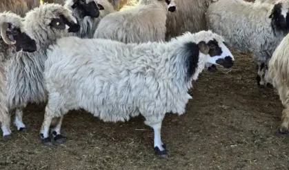 Beldeye adını veren Karayaka koyunu tescillendi