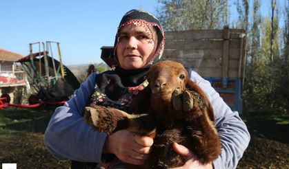 Tokatlı kadın çiftçi devlet desteğiyle koyun sürüsü sahibi oldu