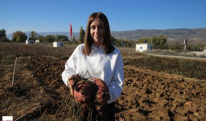 Tokat'ta Tatlı Patates Fırtınası: Tropik Mahsul, Tarlaları Şaşırttı!
