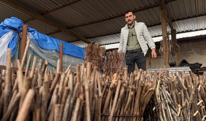 Dededen Toruna: Tokat'ın Narenciye Üzümü
