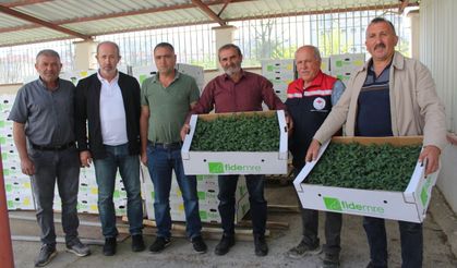 Tokat'ta çiftçilere 49 bin yerli sebze dağıtıldı