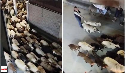 Tokat’ta Koyun Sürüsü Şehir Merkezinden Geçti