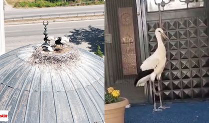 Tokat'ta yuvadan atılan yavru leyleğe imam sahip çıktı