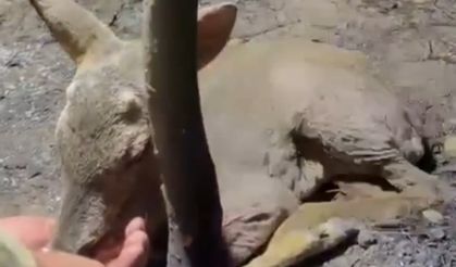 Çanakkale’de çıkan orman yangınında yaralanan yavru ceylana ekipler su yetiştirildi
