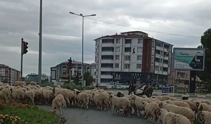 Dağların Serinliğinden Ahırların Sıcaklığına: Tokat’ta Geleneksel Göç Başladı