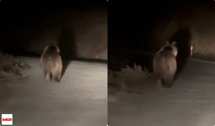 Niksar’da Kış Uykusuna Yatmayan Ayı, Otomobilin Önünde Koştu