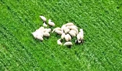 Kaybolan koyun sürüsü tarlanın ortasında dronla bulundu