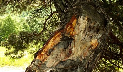 Doğa ve İnsan Ayrılmaz Bir Bütün