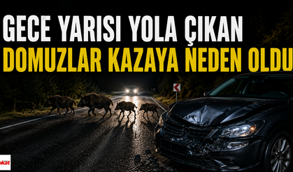 Tokat'ta Domuzlar Kazaya Neden Oldu