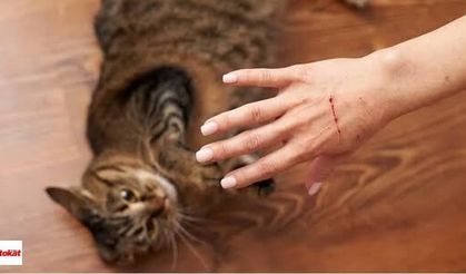 Kedi ve köpek ısırığını da tırmalamasını da hafife almayın