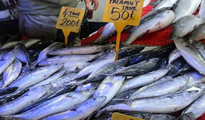 Palamut 50 liraya kadar düştü