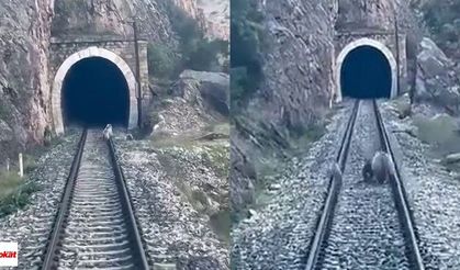 Raylarda ayı ailesi! Yolcu treni durdu, anne ve yavruları kaçacak yer aradı