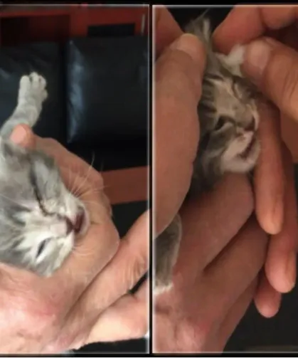 Kahvehanede Doğum Yapan Kedi ve Yavruları Güvenli Ellerde