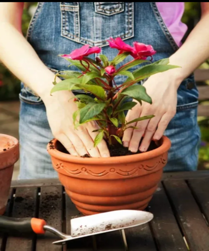 Evde yetiştirebileceğiniz 5 şifalı bitki